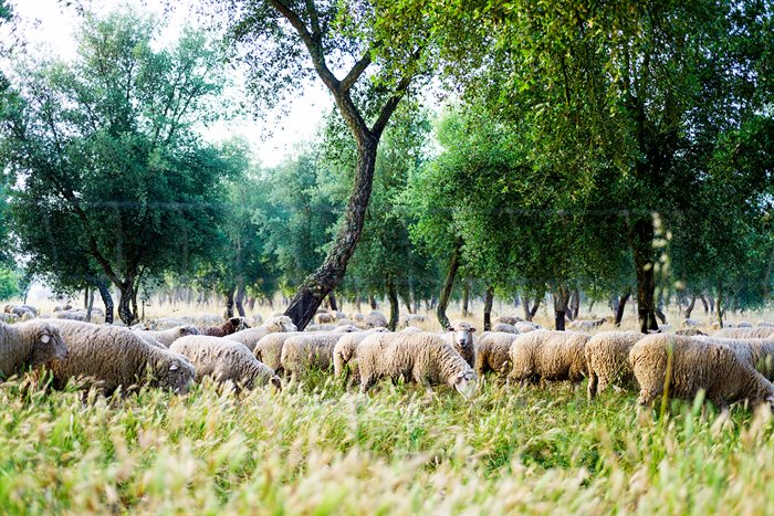 Billede af får fra Herdade de Coelheiros