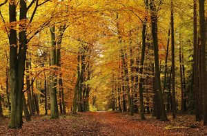 Efterårssmagning - Torsdag den 9. oktober klokken 17.00 